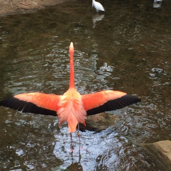 National Aviary - Flamingo! - Zoos Near Me - Pittsburgh, Pennsylvania National Aviary - Flamingo! - Zoos Near Me - Pittsburgh, Pennsylvania