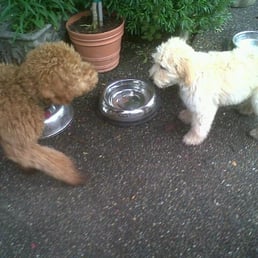 Yogi and his new doodle friend! Yogi and his new doodle friend!