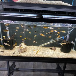Assorted African cichlids
