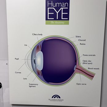 Saddleback Eye Center - Your eye diagram, interesting - Laser Eye Surgery/Lasik Near Me - Laguna Hills, California