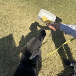 Chef on the Go - Cheese omelette made for the doggo - how sweet!