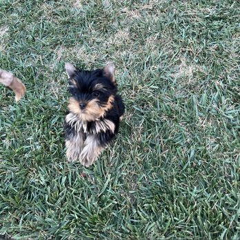 AJ's Au Pair for Pets - Pet Sitting Near Me