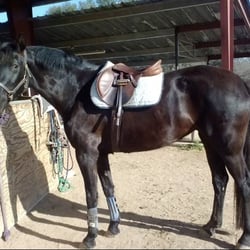 Blackhawk Equestrian