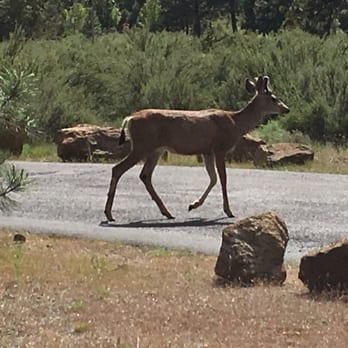 Pine Ridge Inn - Deer in the driveway. - Hotels Near Me - Bend, Oregon