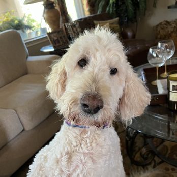 Paws Into Grace - Our beloved doodle, Rory - Pet Hospice Near Me Paws Into Grace - Our beloved doodle, Rory - Pet Hospice Near Me