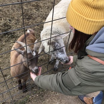 Afton Apple Orchard - Goats & Sheeps - Fruits & Veggies Near Me - Hastings, Minnesota Afton Apple Orchard - Goats & Sheeps - Fruits & Veggies Near Me - Hastings, Minnesota
