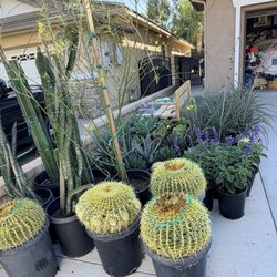 Nick's Nursery - Cactus barrel Mexican fence post. ocotillo.