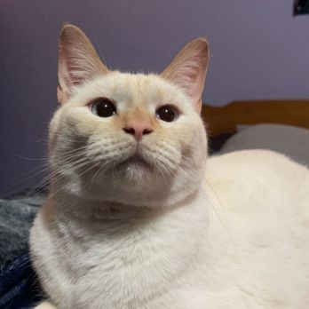 Salsa's Legacy Rescue - Animal Shelters Near Me - Van Wert, Ohio Salsa's Legacy Rescue - Animal Shelters Near Me - Van Wert, Ohio