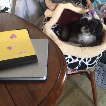 Dana's Stylin Pets - Pet Groomers Near Me - Grand Island, New York