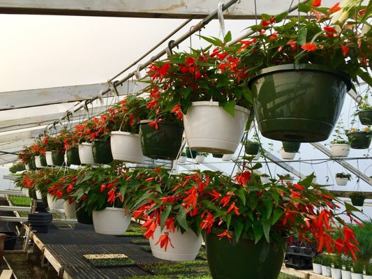 Early Bird Farm by null