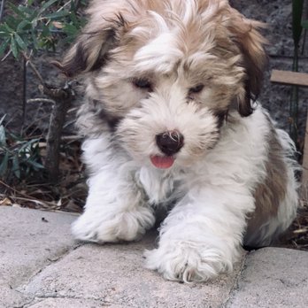 Bark Busters - Pet Training Near Me - Henderson, Nevada