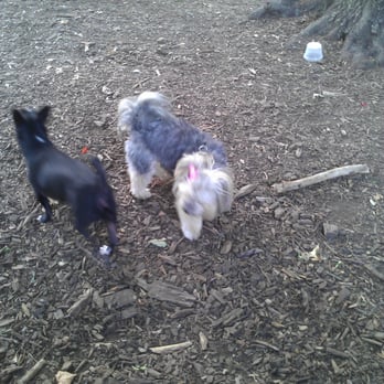 McCarren Park Dog Run - Making friends - Dog Parks Near Me - Brooklyn, New York McCarren Park Dog Run - Making friends - Dog Parks Near Me - Brooklyn, New York