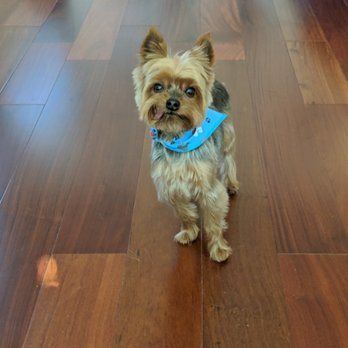 Luckys - Pet Groomers Near Me - Santa Monica, California