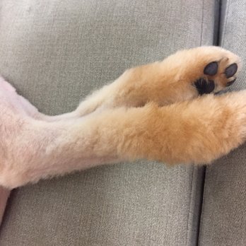 Live Love Pet - What the elk is the hair by his feet?? - Pet Groomers Near Me - Honolulu, Hawaii Live Love Pet - What the elk is the hair by his feet?? - Pet Groomers Near Me - Honolulu, Hawaii