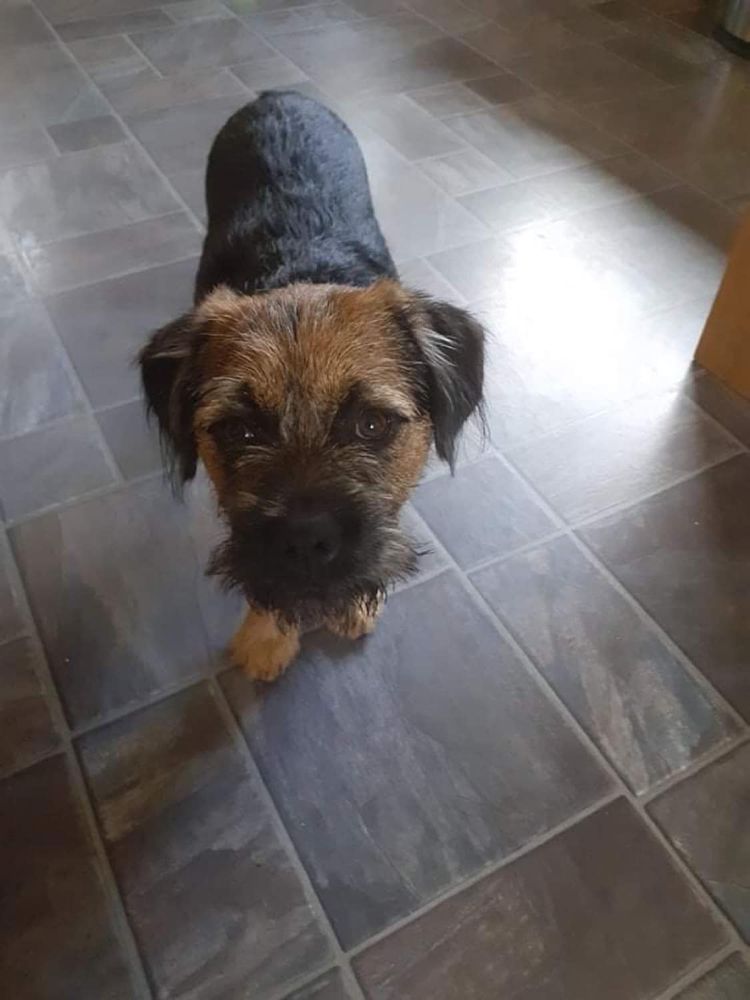 COWAL K9 CARE 12 Photos Broomfield drive, Dunoon, United Kingdom