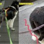 Hundesalon Laika
