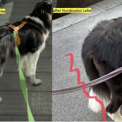 Hundesalon Laika - Vor dem Termin / Nach dem Termin