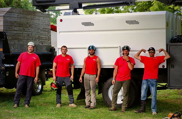 The Tree Company - tree service in Springfield, TN