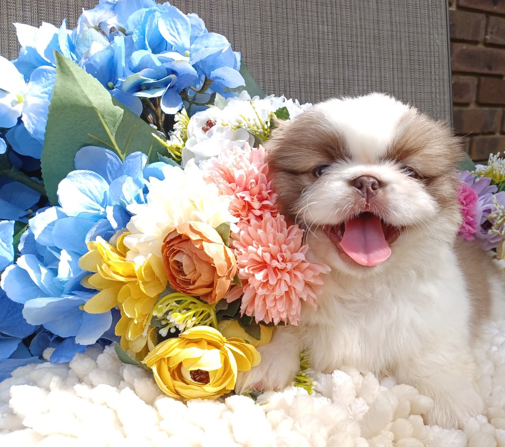 GOLDEN DRAGON PEKINGESE KENNEL Updated June 2024 Tallahassee