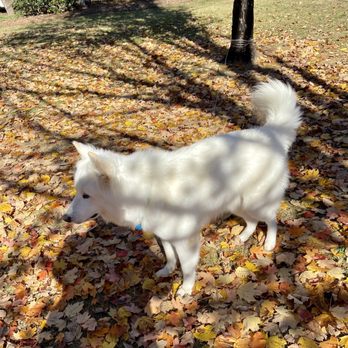 PetSuites Greenville - Pet Boarding Near Me - Greenville, South Carolina PetSuites Greenville - Pet Boarding Near Me - Greenville, South Carolina