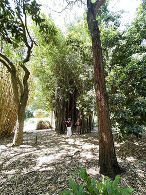 Adelaide Botanic Garden by null
