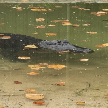 Zoological Wildlife Foundation - Crocodile - Zoos Near Me - Miami, Florida Zoological Wildlife Foundation - Crocodile - Zoos Near Me - Miami, Florida