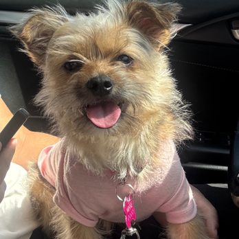 The Waggin Oasis - Before - Pet Groomers Near Me - Palm Desert, California