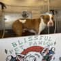 Photo of Blissful Pet Pawlor Mobile Grooming