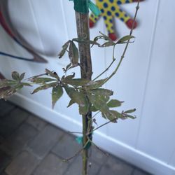Fast Growing Trees - Here is the beautiful Japanese maple tree. Looks like a corpse.