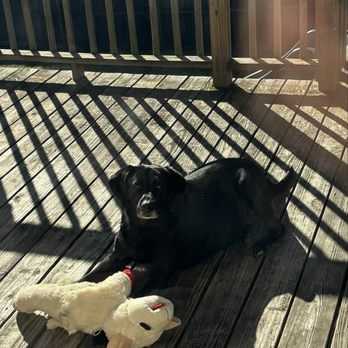 Emergency Veterinary Clinic Niceville - Tootie with lamb chop - Emergency Pet Hospital Near Me - Niceville, Florida Emergency Veterinary Clinic Niceville - Tootie with lamb chop - Emergency Pet Hospital Near Me - Niceville, Florida