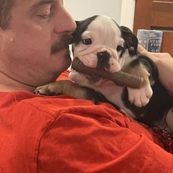 Mountainstone Veterinary Hospital - Before cherry eye
