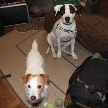 Eggers Dog Training - Payten and Katrina - Pet Training Near Me Eggers Dog Training - Payten and Katrina - Pet Training Near Me