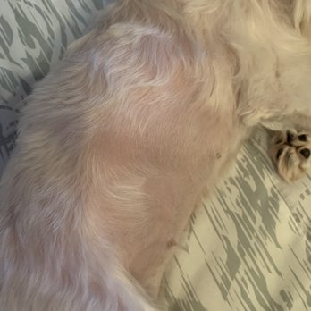 Dog Charm Studio - Pet Groomers Near Me - Scarsdale, New York Dog Charm Studio - Pet Groomers Near Me - Scarsdale, New York