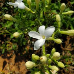 Bellamont - Bellamont Flowers