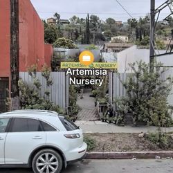 Artemisia Nursery - Artemisia is nestled into a small footprint in a kind of industrial area.