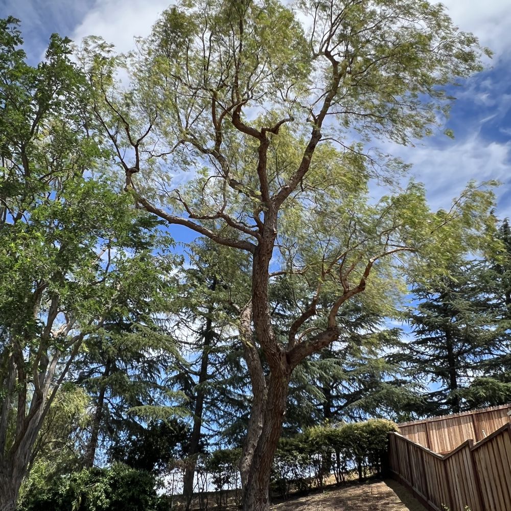 Duran's Tree service - Tree Services Near Me