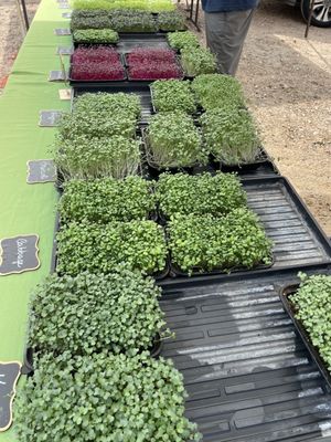 Fulshear Farmers Market by null