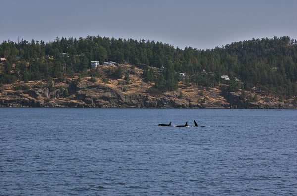Steveston Seabreeze Adventures Vancouver by null
