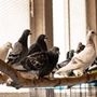 Photo of Great Lakes Pigeon Rescue