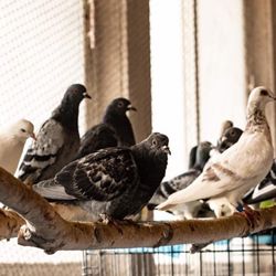 Great Lakes Pigeon Rescue