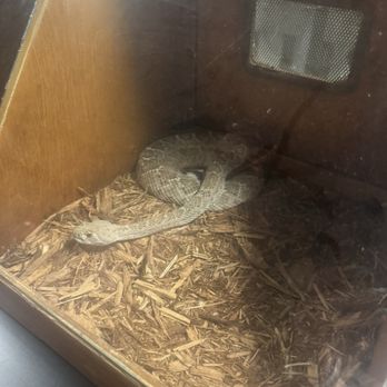Desert Botanical Garden - Rattlesnake - Botanical Gardens Near Me - Phoenix, Arizona