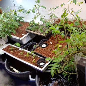 Blue Thumb Chicago - 150g aquaponics setuo - Aquarium Services Near Me