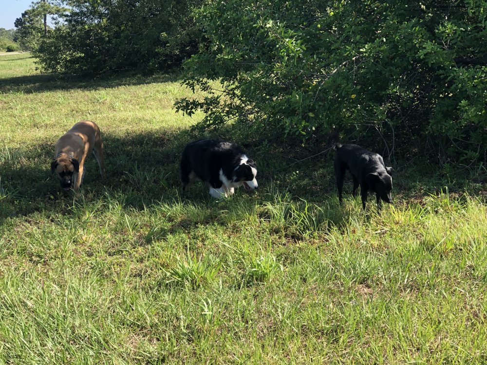 JUST LIKE HOME KENNELS Updated July 2024 12 Photos & 12 Reviews