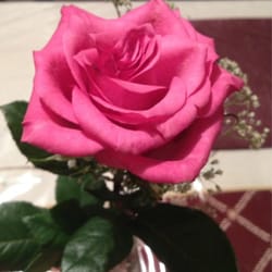 Flower Shop - Single-stemmed Rose