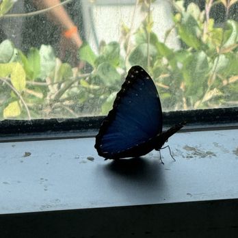 Cockrell Butterfly Center - Museums Near Me - Houston, Texas