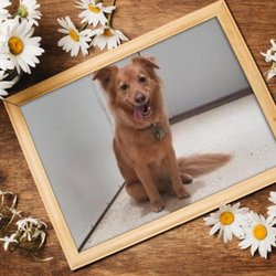 Orchid Island Dog Spa & Resort - Happy Spa Day!!