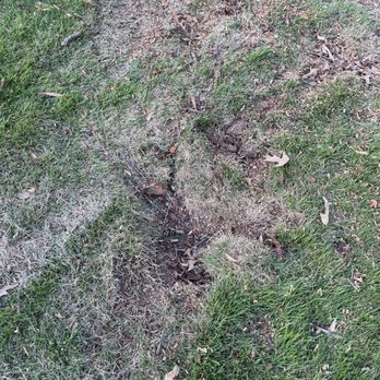 Eastern Tree & Construction - another rut among many - Tree Services Near Me - Birmingham, Alabama