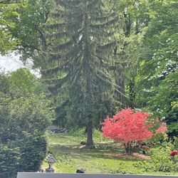 Eagles Tree Service