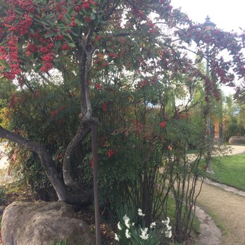 Peju Winery - Spring is here at Peju Province Winery. - Wine Tasting Room Near Me - Rutherford, California Peju Winery - Spring is here at Peju Province Winery. - Wine Tasting Room Near Me - Rutherford, California