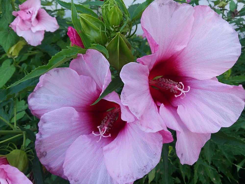 CHI Health St Elizabeth - patient advocate in Lincoln, NE